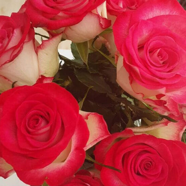 roses for escort